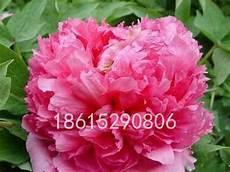 芙蓉帐